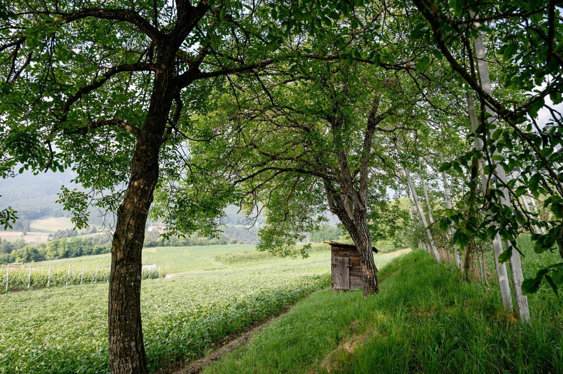 Agritur Maso Alle Rose B&B E Restaurant Balbido-rango Kültér fotó